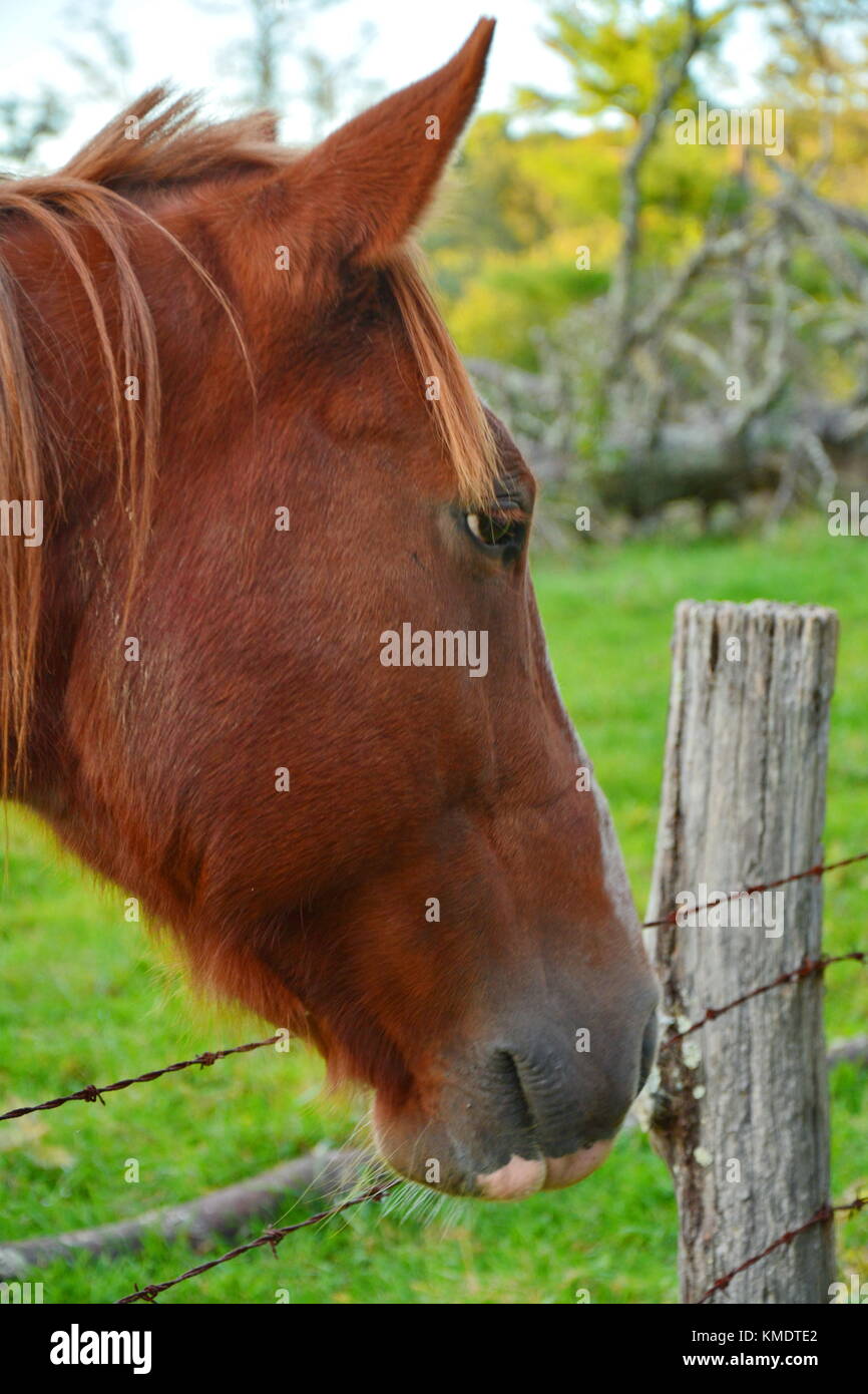 Il più gentile dei cavalli di prato rotondo, questo chestnut castrazione vuole essere tutti i buddy. Foto Stock