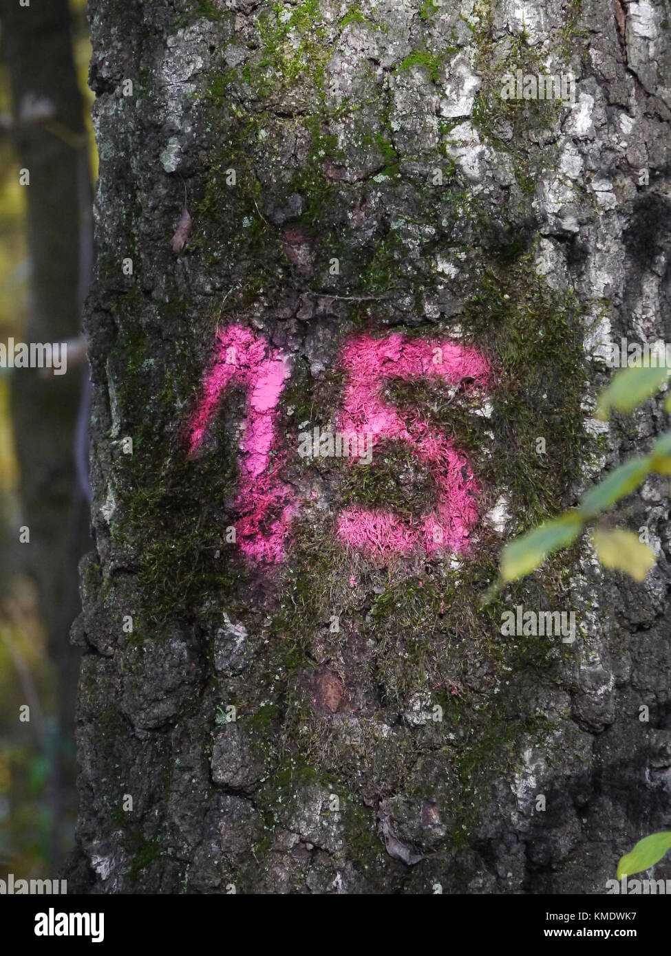 Numeri dipinti su albero Foto Stock