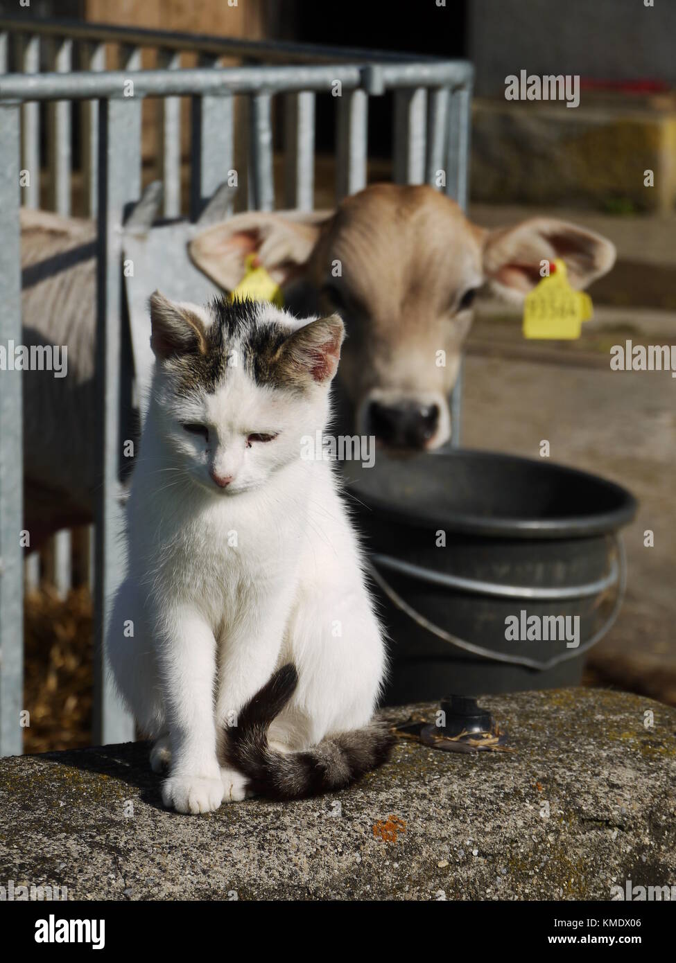 mucca e gatto Foto Stock