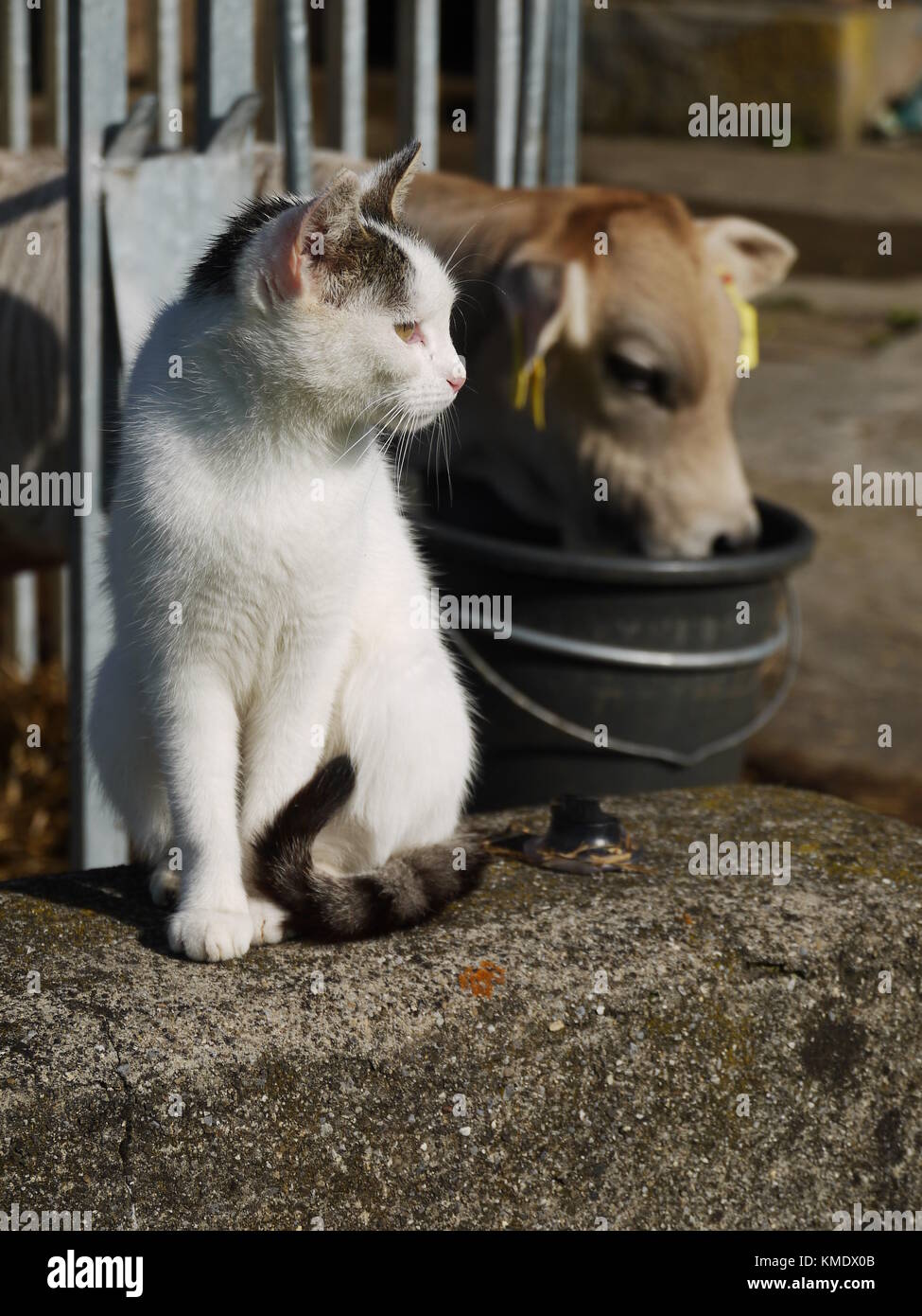 mucca e gatto Foto Stock