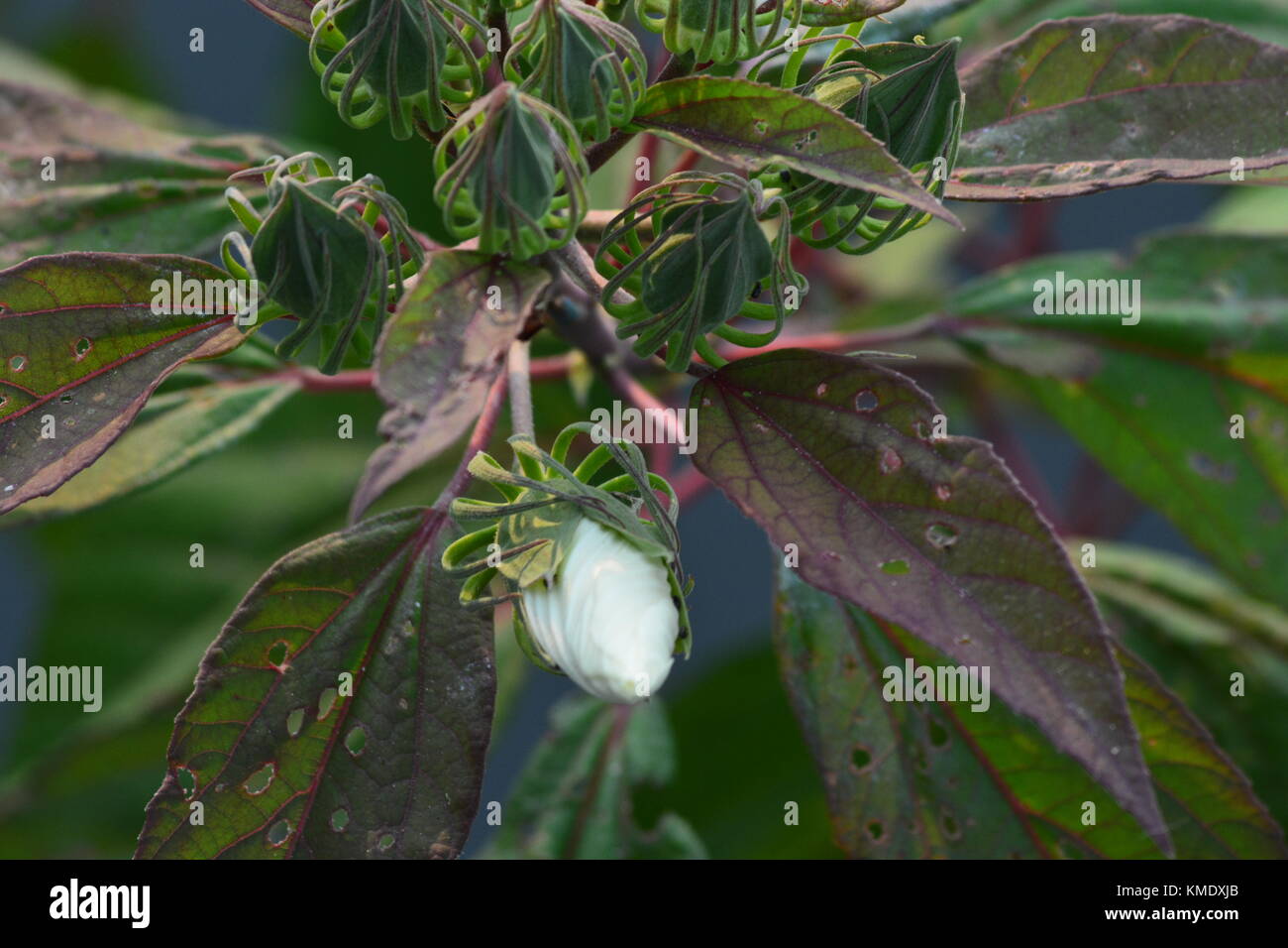 Un ONU-aperto marsh hibiscus flower bud circondato dall'spindly viticci di sviluppare le capsule di semi. Foto Stock