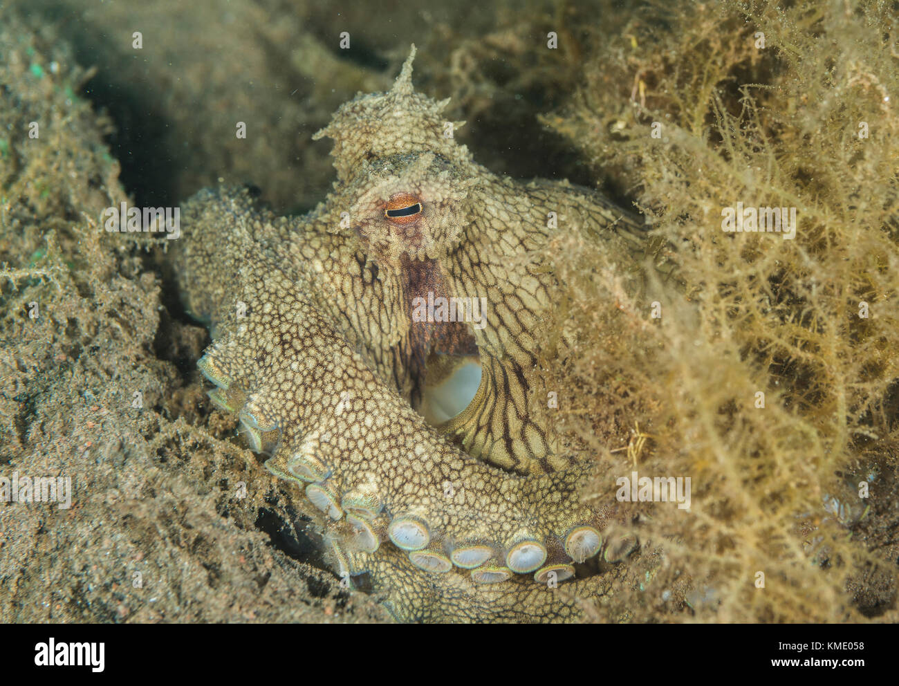 Il Cocco octopus cercando di nascondere sotto erba di mare Foto Stock