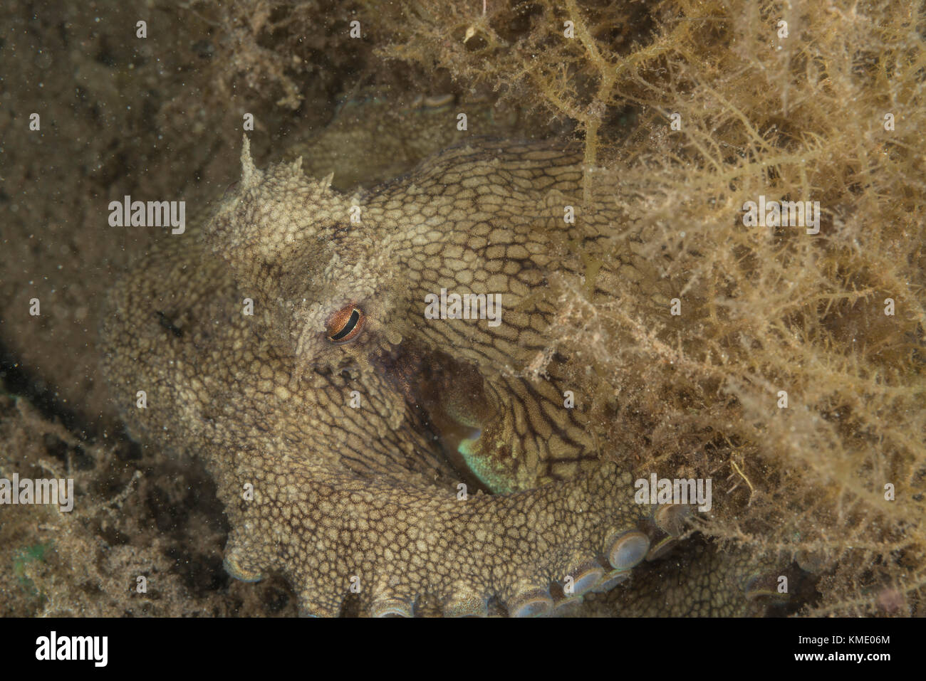 Il Cocco octopus cercando di nascondere sotto erba di mare Foto Stock