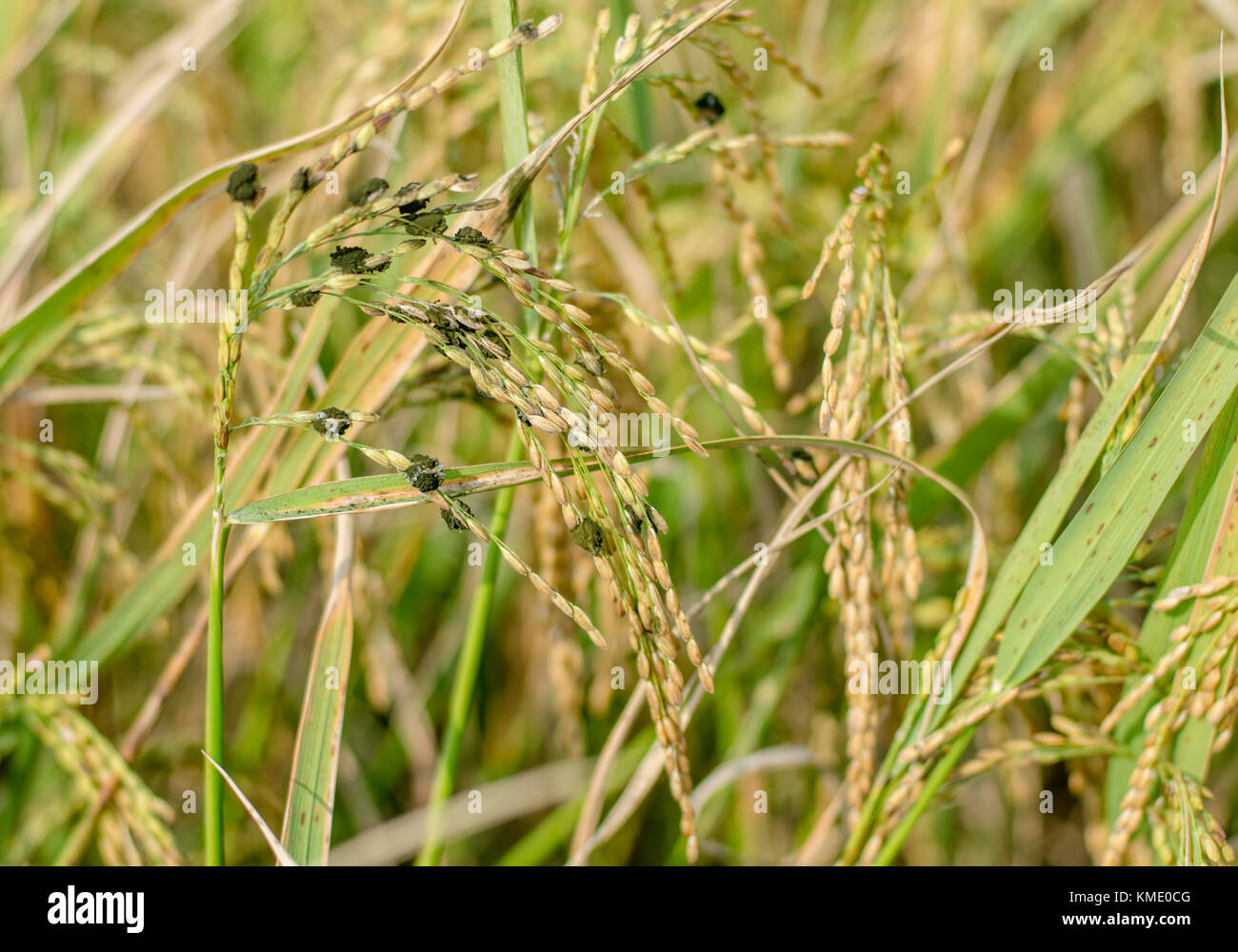 Malattia di risone di Pest Foto Stock