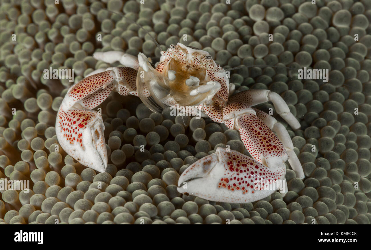 Il granchio di porcellana su un anemone marittimo Foto Stock