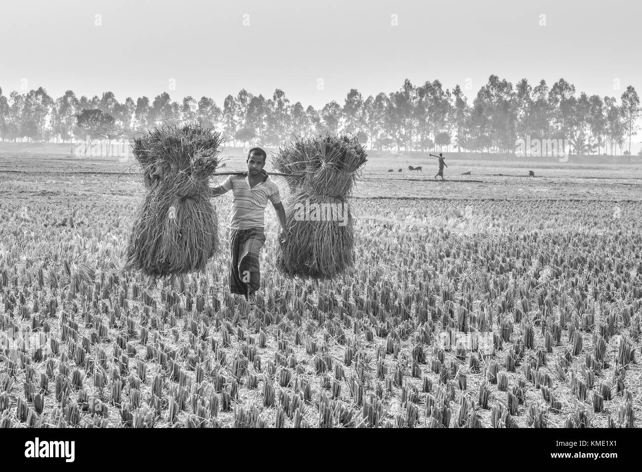 Campo di riso e la trebbiatura del riso Foto Stock