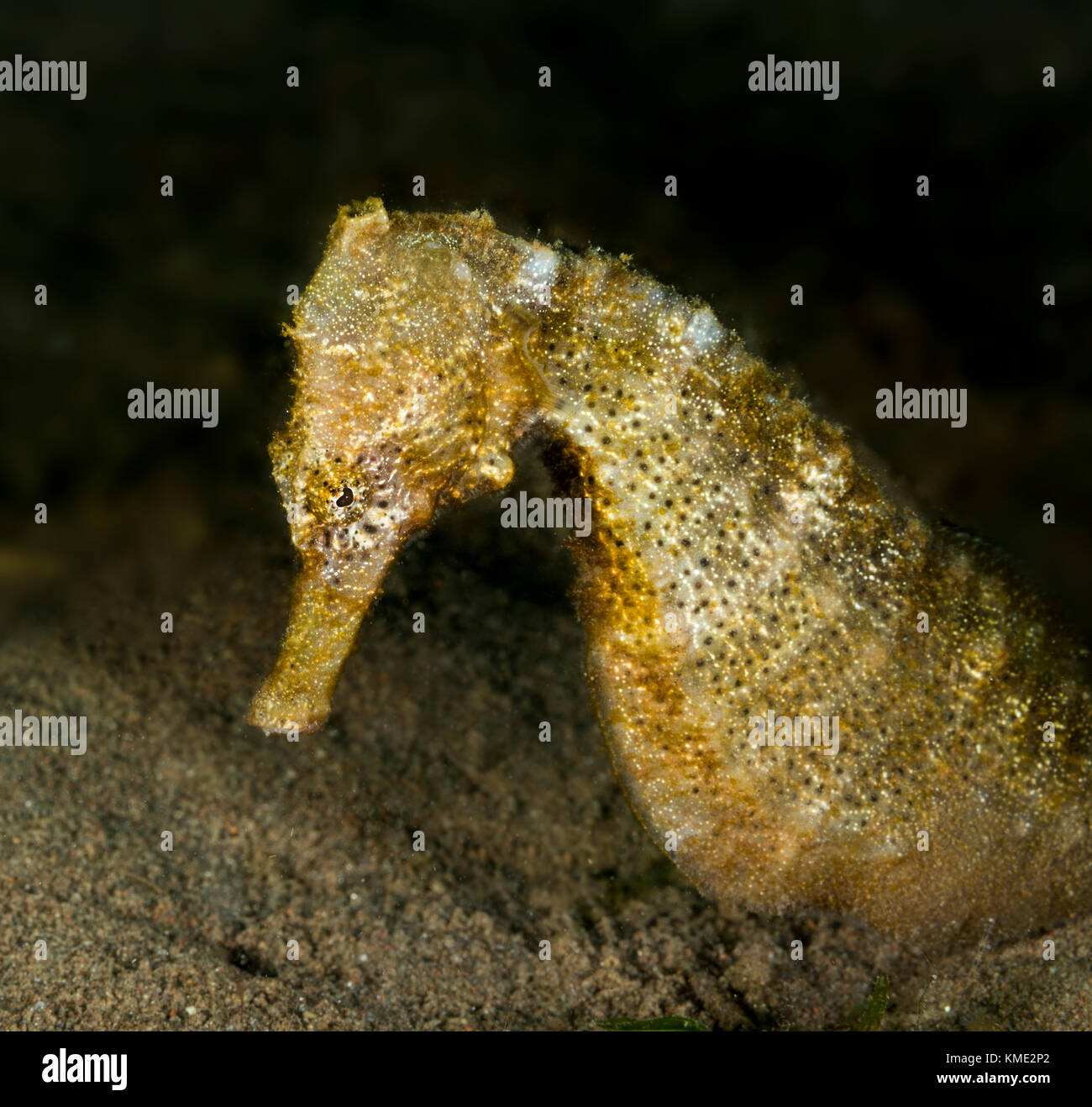 Seahorse scivolando oltre l'oceano pavimento Foto Stock