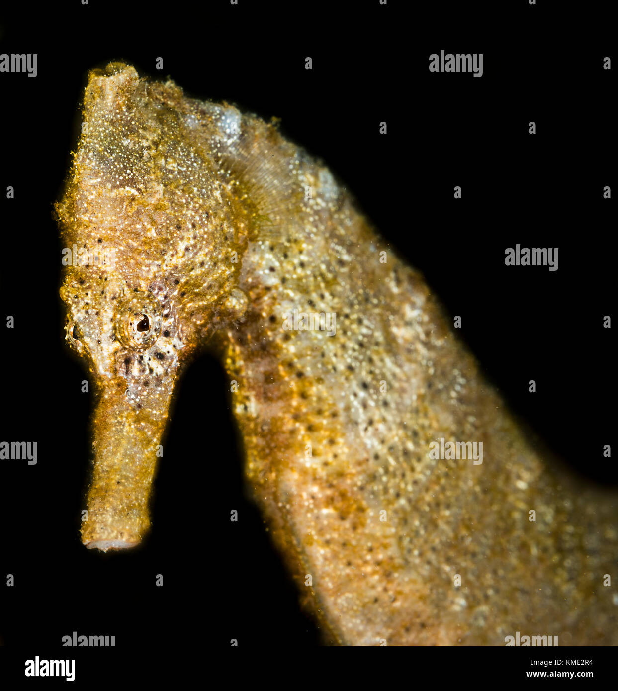 Seahorse scivolando oltre l'oceano pavimento Foto Stock