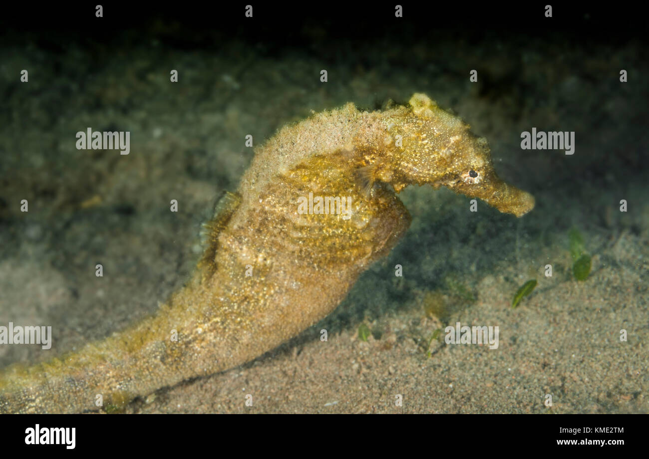 Seahorse scivolando oltre l'oceano pavimento Foto Stock