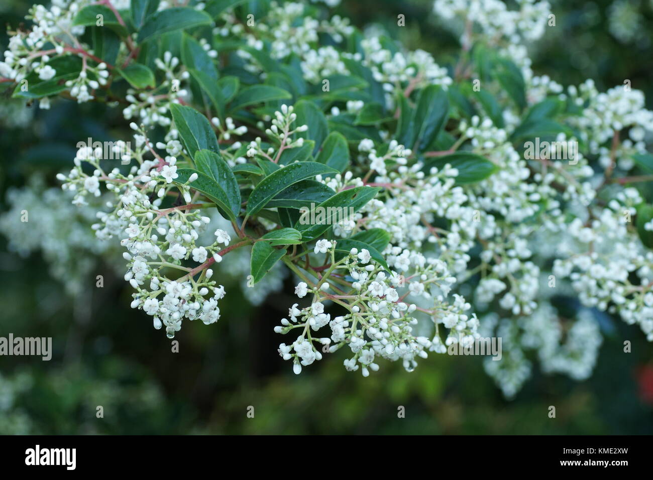 Viburnum henryi Foto Stock