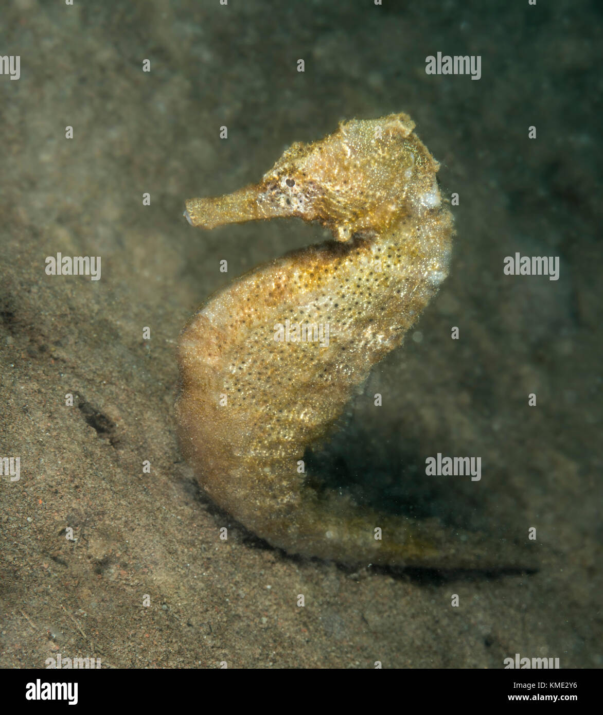 Seahorse scivolando oltre l'oceano pavimento Foto Stock