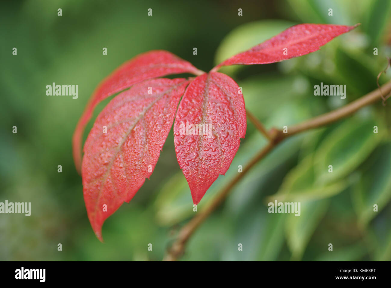 Bellissimo Colore di autunno di Parthenocissus quinquefolia Foto Stock