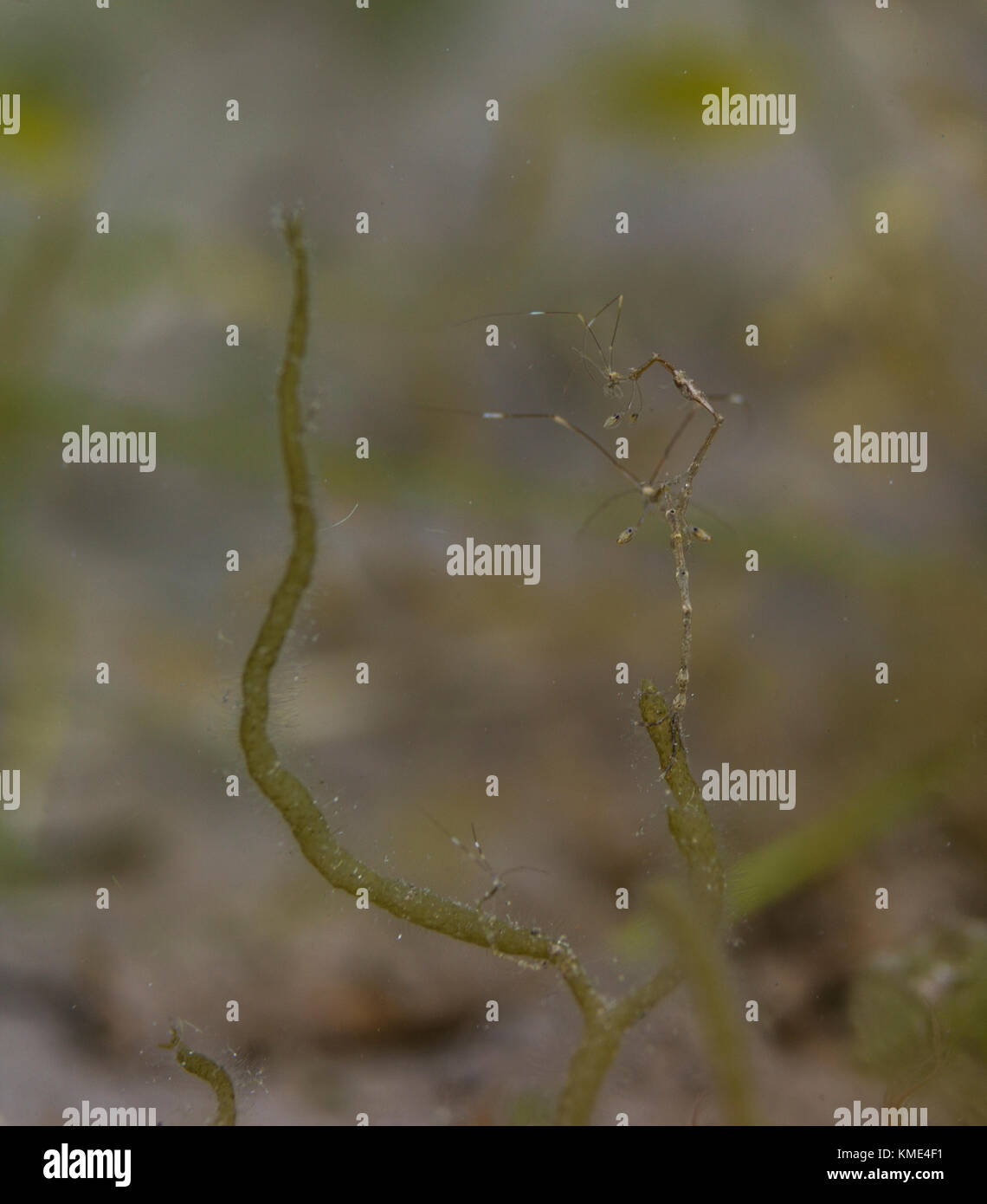 Gamberetti scheletrici su ganghe Foto Stock