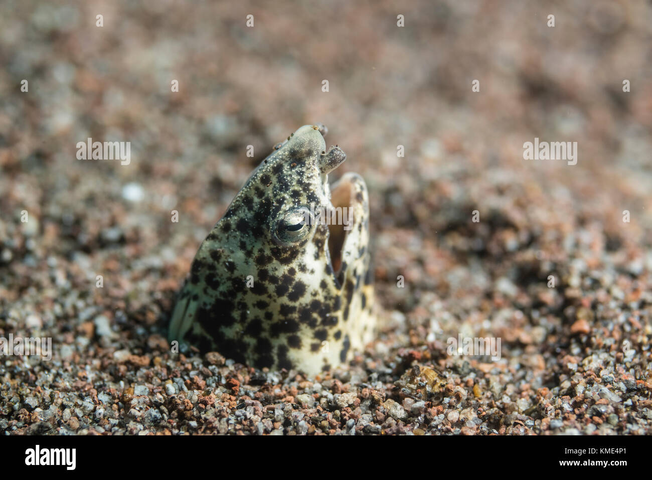 In marmo di anguilla serpente bloccata la sua testa fuori della sabbia Foto Stock