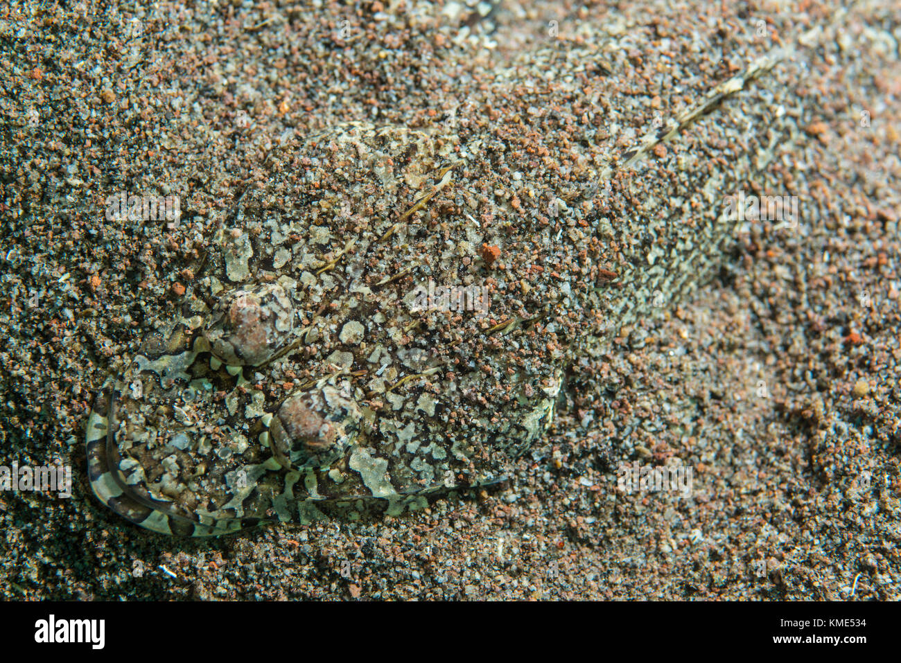 Macchiato di flathead nascondere nella sabbia Foto Stock