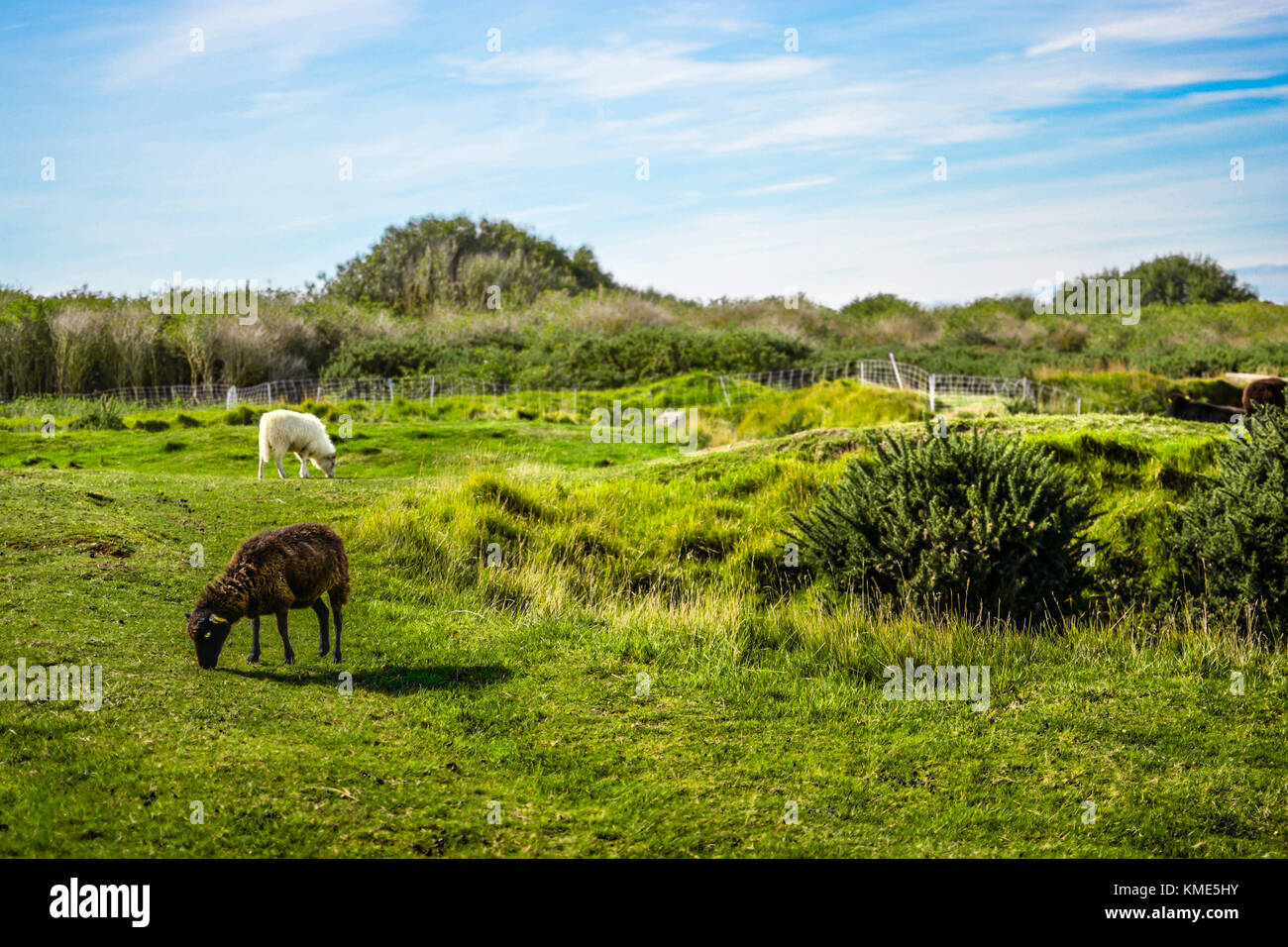 Due pecore della Normandia, uno marrone e uno bianco, pascolano in un prato a Pointe du Hoc sulla costa della Normandia Francia Foto Stock
