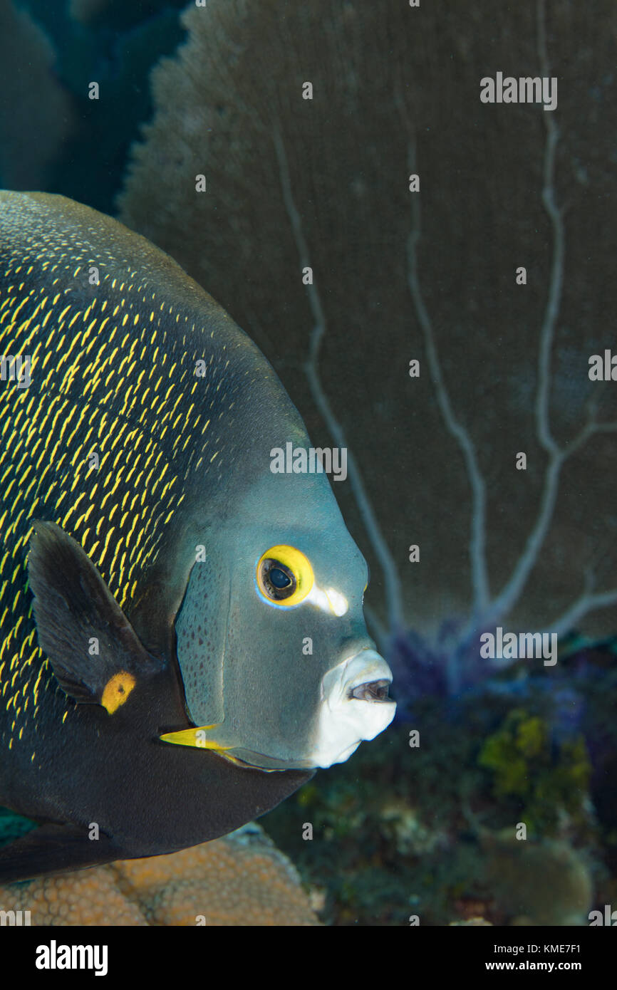 Curioso il francese angelfish, Isole Cayman Foto Stock