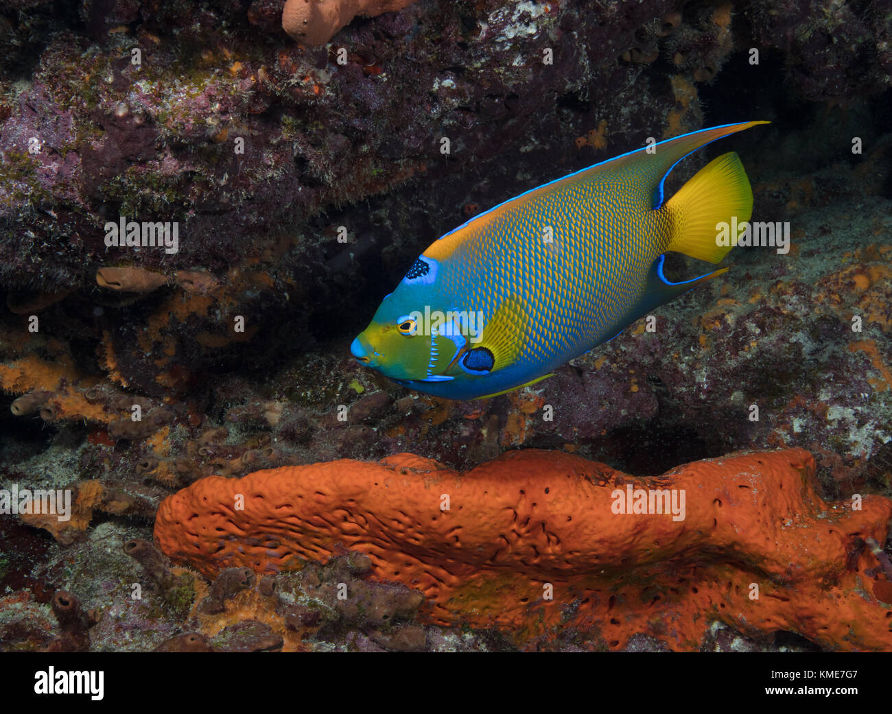 Regina angelfish (holacanthus ciliaris) Foto Stock