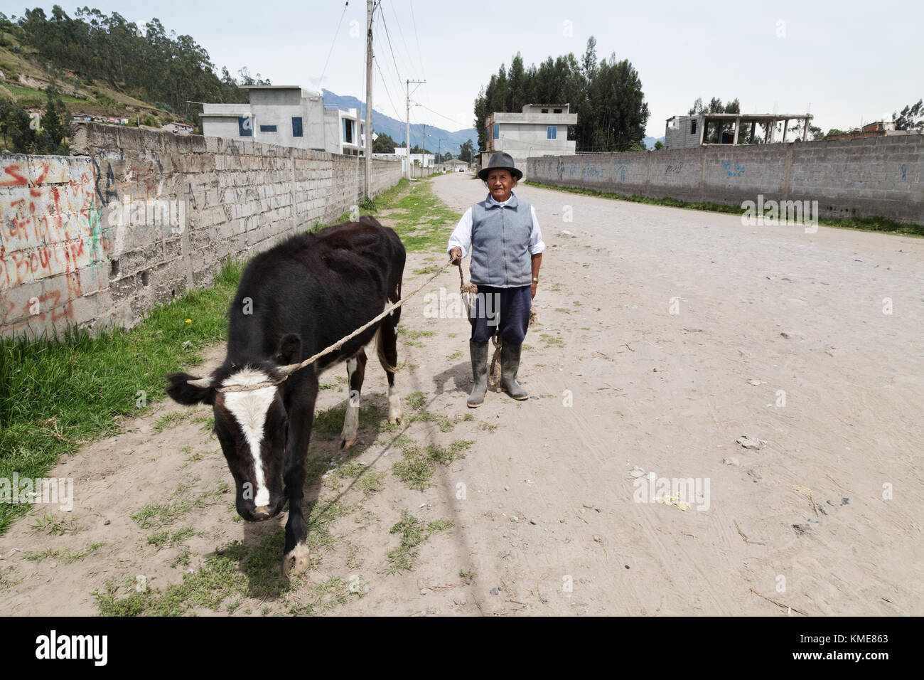 Ecuador - CULTURA INDIGENI matura l uomo e la sua mucca, northern Ecuador campagna, Sud America Foto Stock