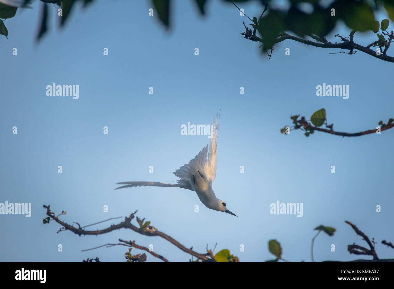 Bianco (tern gygis alba) battenti - Fernando de Noronha, Pernambuco, Brasile Foto Stock