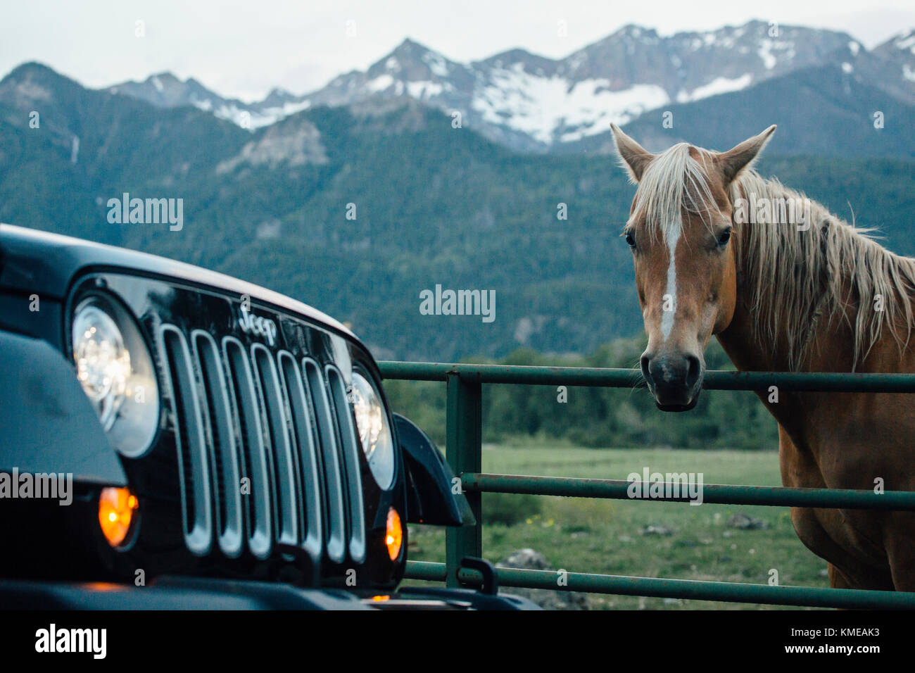 Auto parcheggiata accanto a cavallo in piedi dietro recinzione e guardando la macchina fotografica, Colorado, Stati Uniti Foto Stock