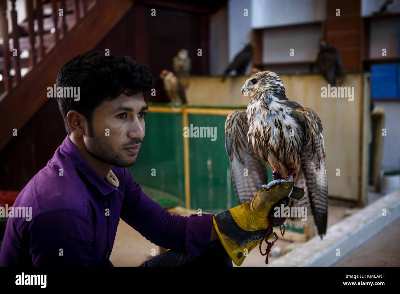 Uomo con Falcon a falcon mercato,Falcon Souk,,di Doha in Qatar Foto Stock