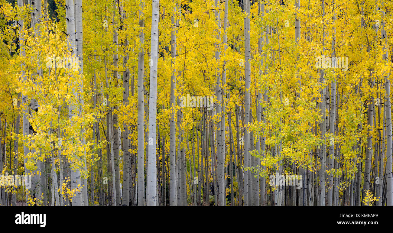 Aspens autunno Colorado Foto Stock