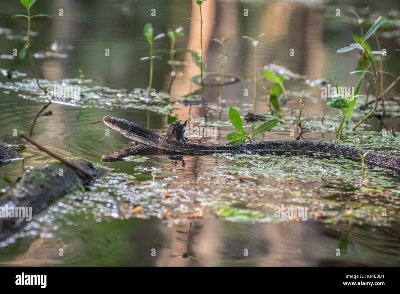 Acqua Snake a caddo Lake Foto Stock