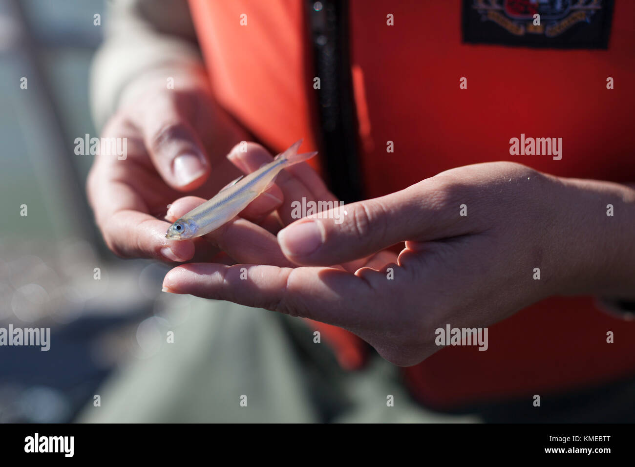 Scienziato Ambientale Lauren Damon della California Dipartimento di pesci e fauna selvatica conducendo una molla Kodiak Reti a strascico per Delta puzzava in California Delta nei pressi di Antiochia, CA. Essi hanno trovato un solo adulto. Foto Stock