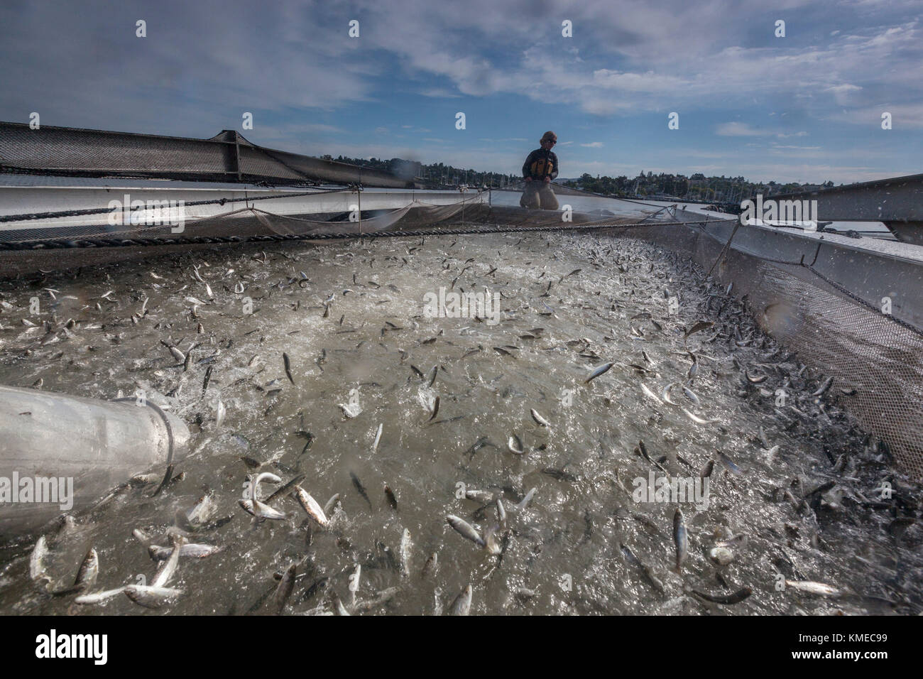 Vivaio di Salmone Chinook smolts essendo messo in rete sul Mare isola,California , Stati Uniti Foto Stock