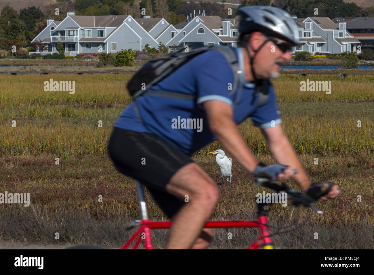 Ciclista e garzetta in marsh in background,Bay trail,Bothin Marsh,Mill Valley, California , Stati Uniti Foto Stock