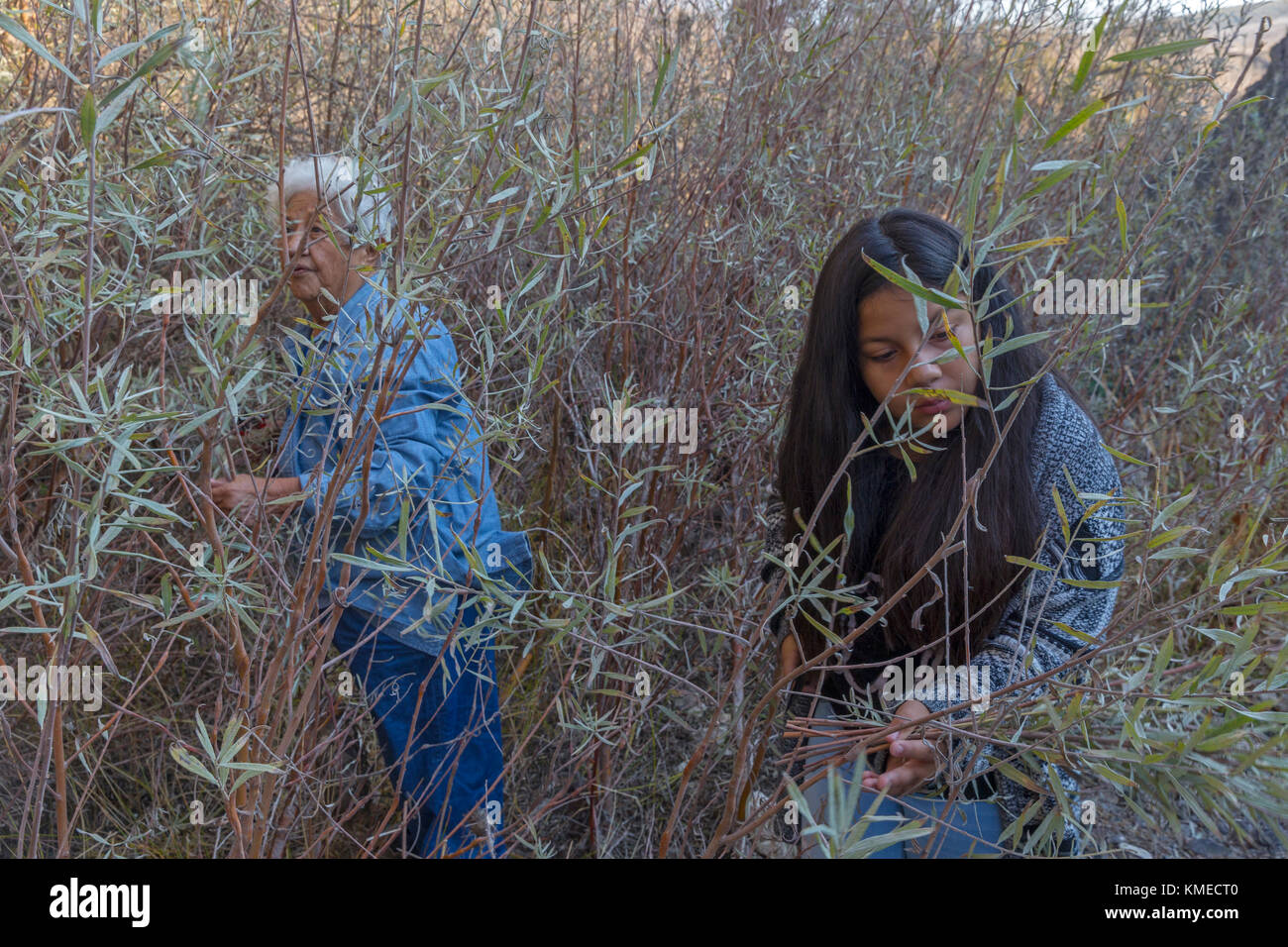 Due elementi femmina di indiani Federated di Graton Rancheria raccogliere salice grigio per il cestello facendo a Tolay Creek, California , Stati Uniti Foto Stock