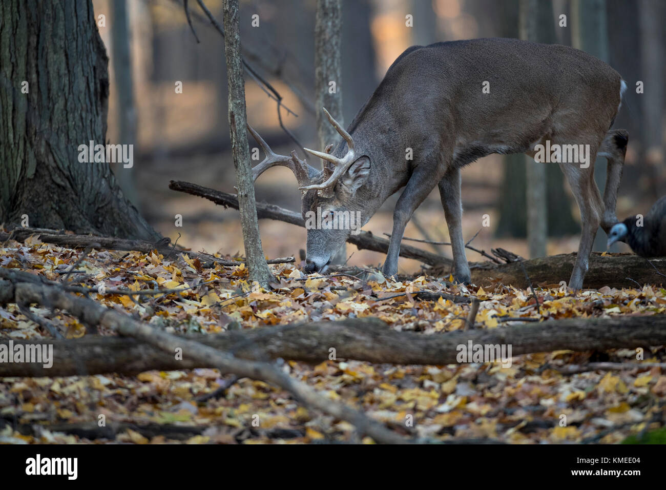 Un buck maturo cervo whitetail alimentazione nella foresta. Foto Stock