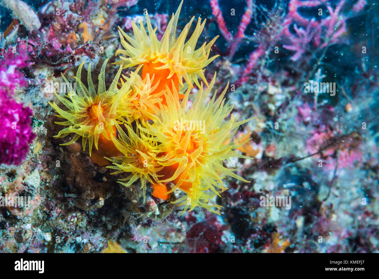 Orange cup coral (Dendrophyllia ijimai Yabe & Eguchi, 1934 ) estendentesi bella tentacoli semitrasparenti. Owase, Mie, Giappone Foto Stock
