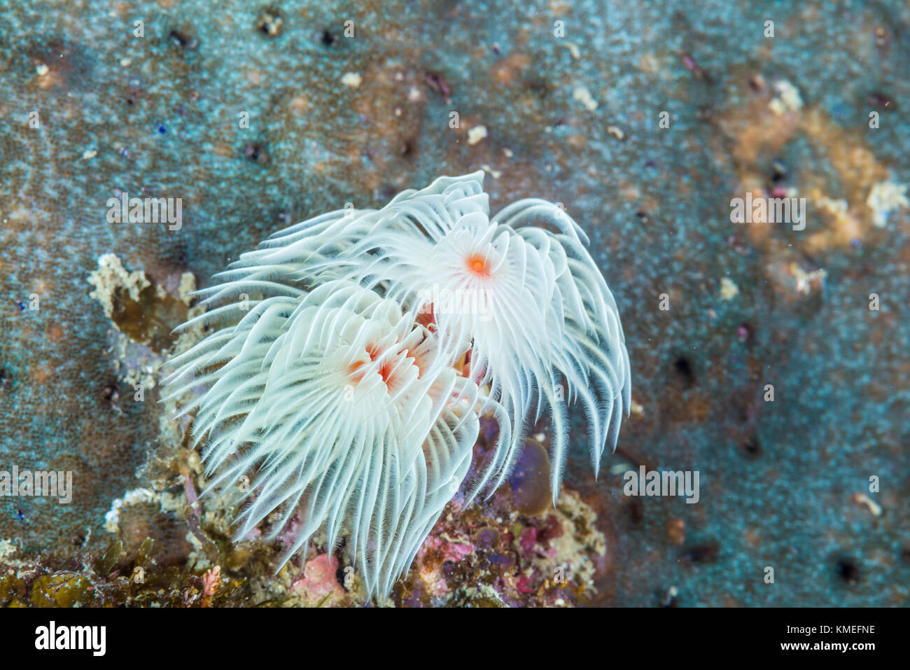 Tubo rigido Coco Worm (Protula bispiralis Savigny, 1822) ondeggianti elegante nella forma d'onda. Owase, Mie, Giappone Foto Stock