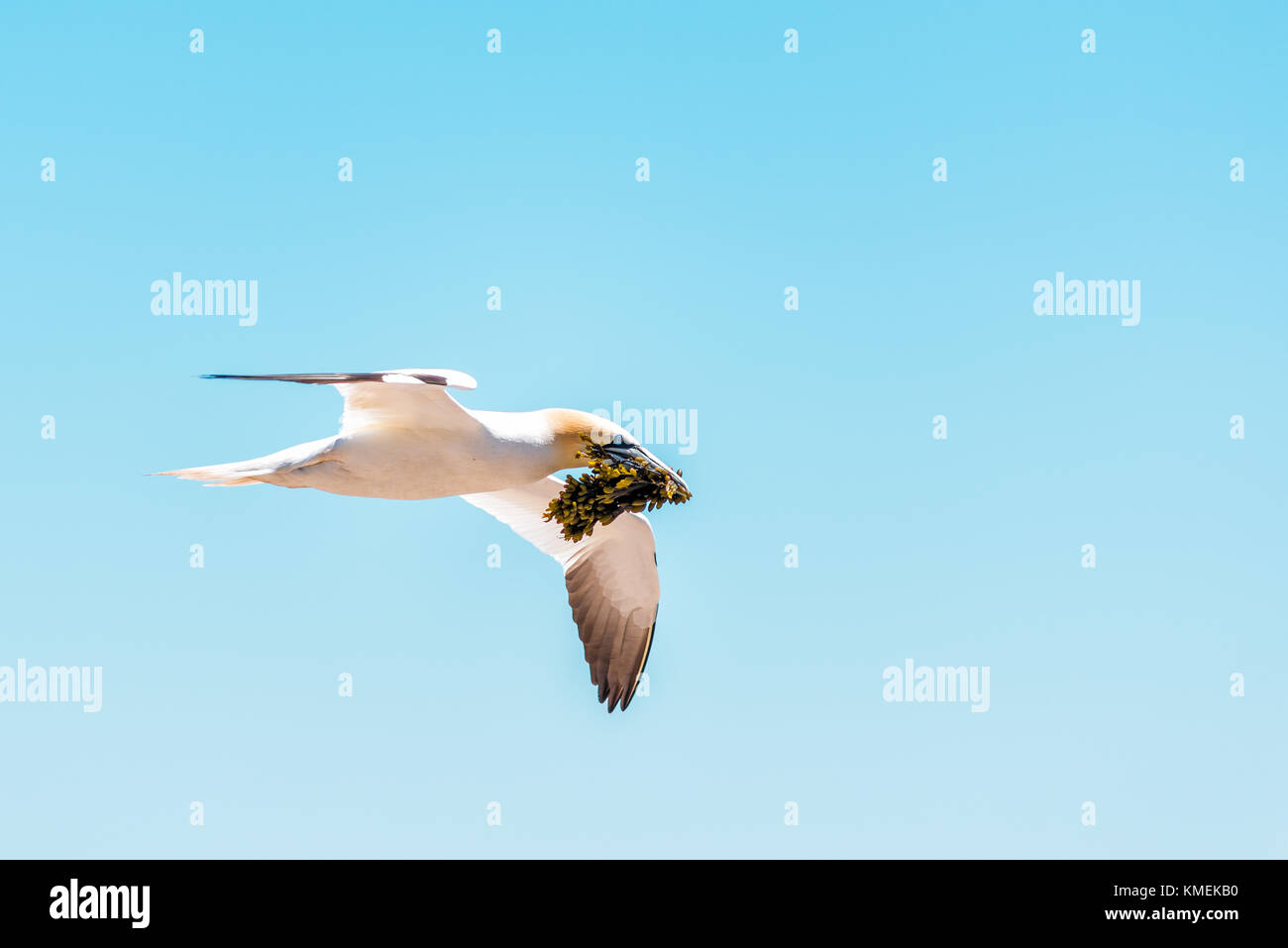 Primo piano di un isolato bianco gannett uccello che trasportano materiale di nidificazione delle alghe marine sulla Bonaventure island in perce, quebec, Canada da gaspesie, gaspe regione Foto Stock
