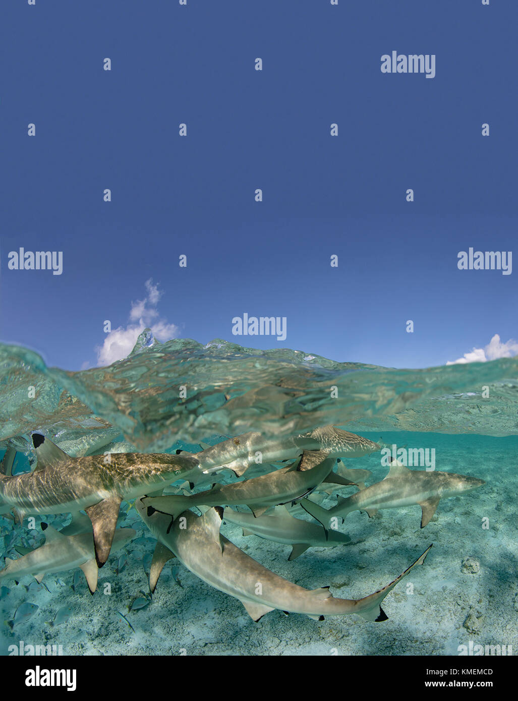 Sopra/Sotto di blacktip squali di barriera in una laguna, Polinesia francese. Foto Stock