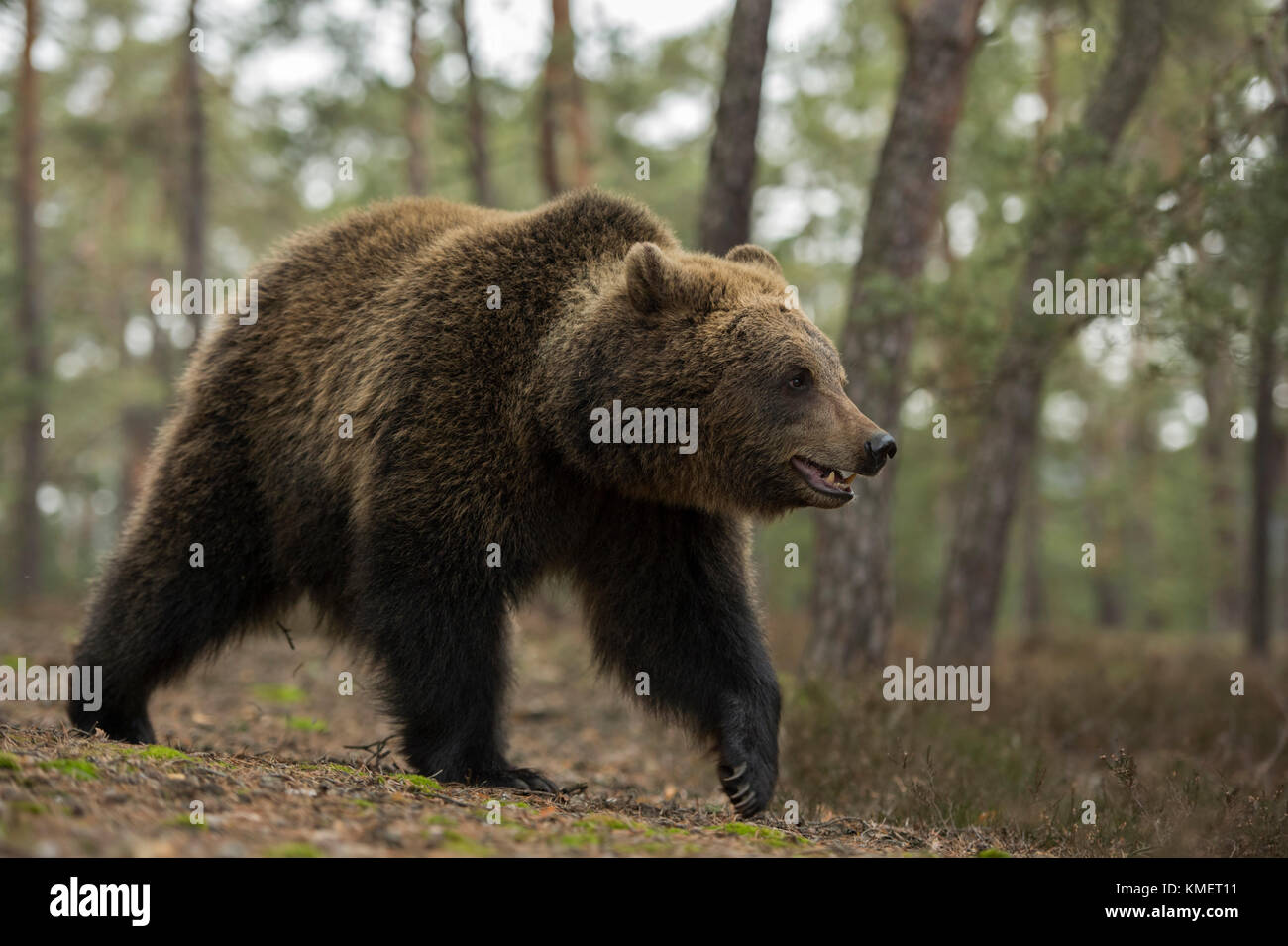 Orso bruno Eurasian / Braunbaer ( Ursus arctos ), giovane adolescente, a piedi lungo il bordo di una foresta, nel suo ambiente naturale, sembra carino e divertente Foto Stock