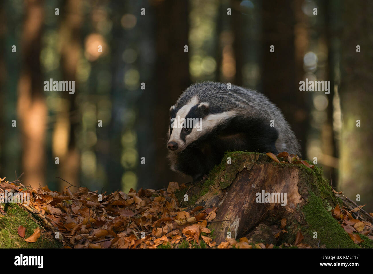 Unione badger / dachs ( Meles meles ), animale adulto in una foresta, arrampicata su un albero di stub, guardando verso il basso a partire da lì, sembra divertente, l'Europa. Foto Stock