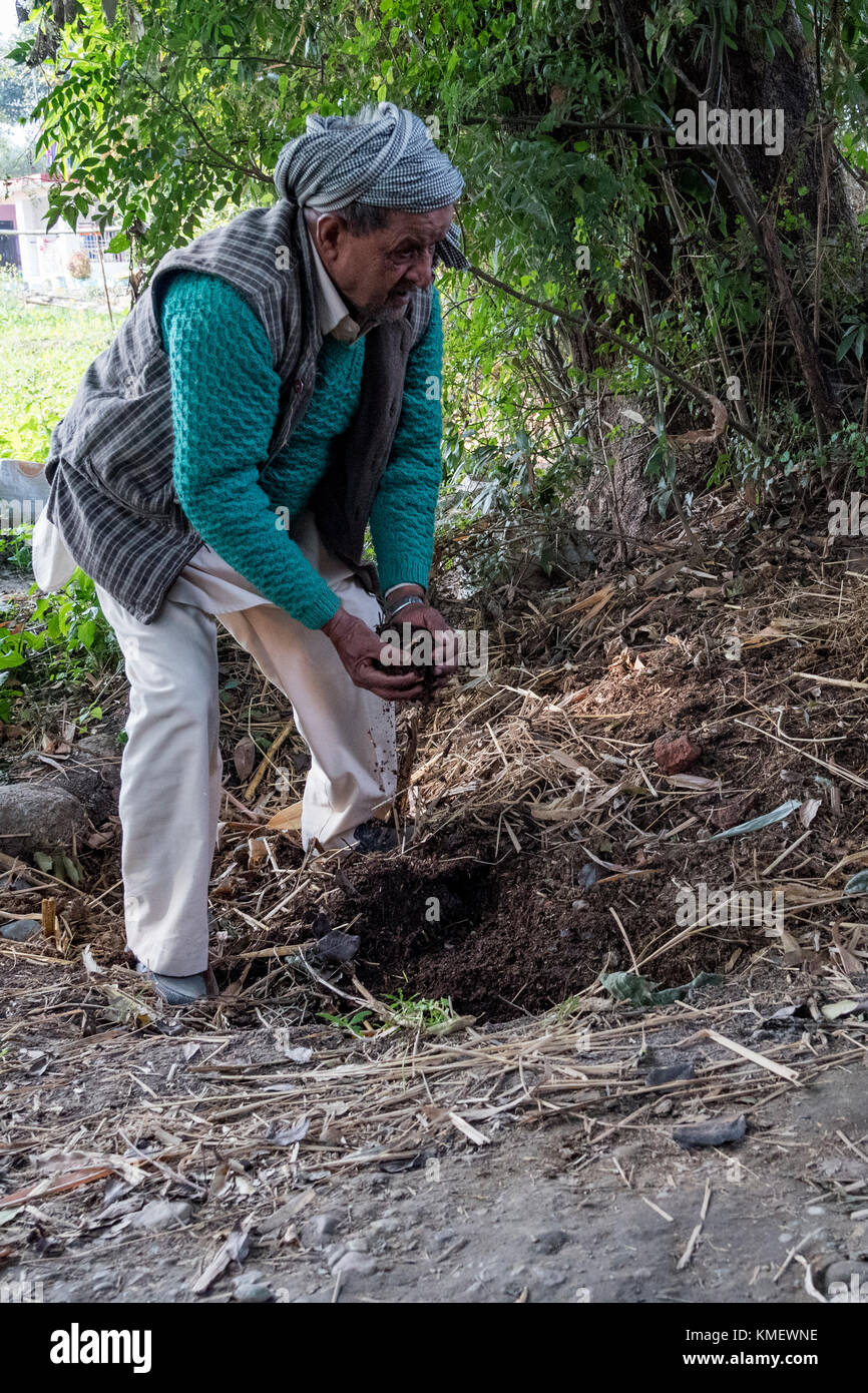 Un uomo esaminando la formazione di compost da sterco di vacca che viene utilizzato in agricoltura biologica. Essa contribuisce allo sviluppo sostenibile. Foto Stock