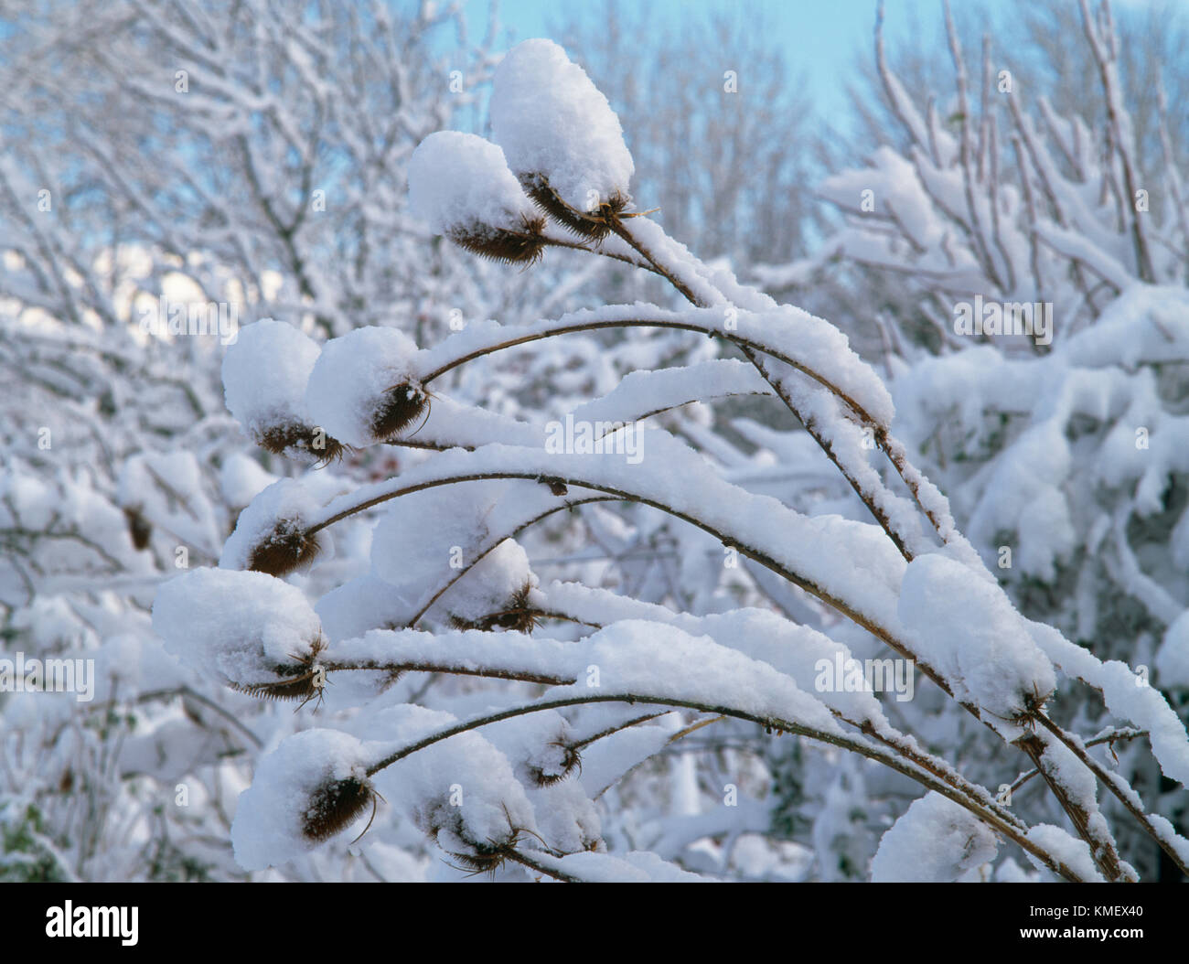 Dipsacus fullonum o Fuller's teasel teste di seme rivestito in, e appesantiti dalla neve invernale. Biennale di Architettura amata dalle api e uccelli. Foto Stock