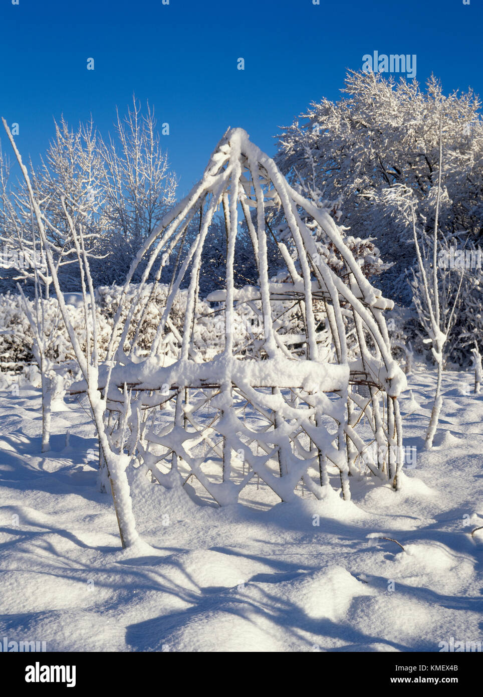 Telaio del vivere willow struttura tra una giovane piantagione di alberi in presenza di un notevole manto di neve. Primo anno dopo la piantagione Foto Stock