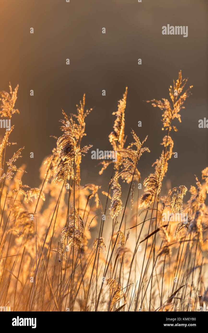 Schilf im Gegenlicht, Reed di Sunrise Foto Stock