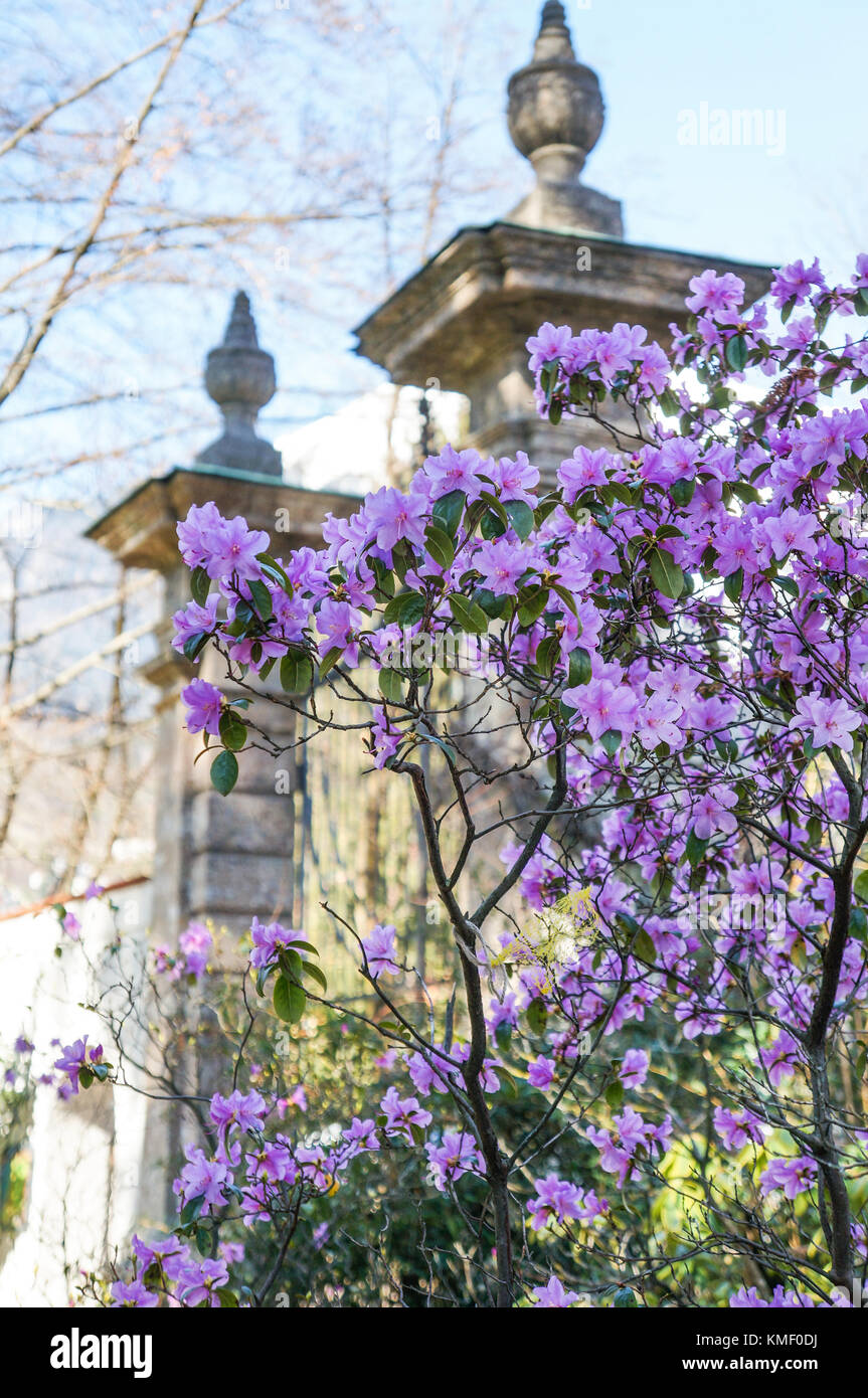Albero Che Fiorisce Con Fiori Viola Foto Stock Alamy