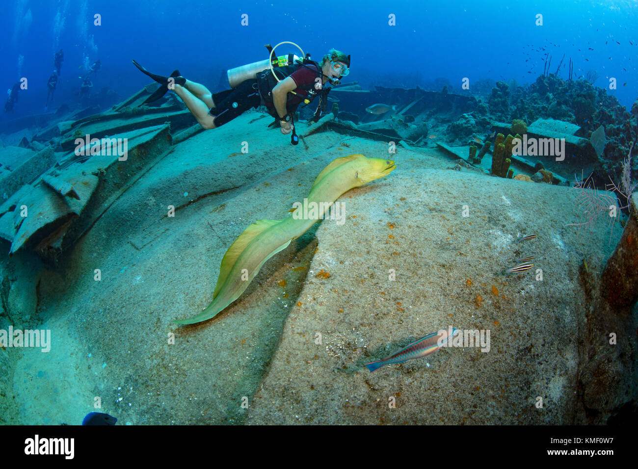 Murena Verde anguilla nuota liberamente oltre il relitto dell'oro verde, Grand Cayman Foto Stock