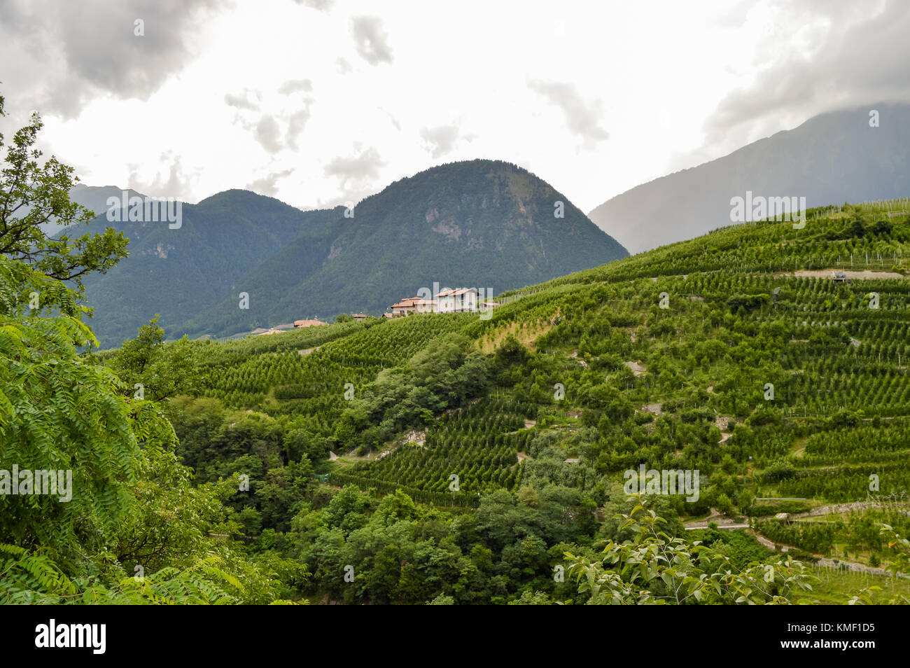 Scatti di vigneti al di sotto di un villaggio nelle Dolomiti in italia Foto Stock