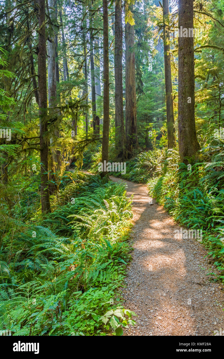 Quinault sentiero nella foresta pluviale su south shore drive al lago quinault nel parco nazionale di Olympic nello stato di Washington negli stati uniti Foto Stock