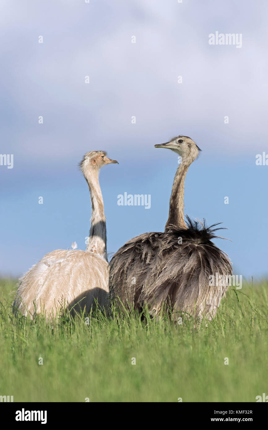 Greater rhea / American rhea / ñandú (Rhea americana) due femmine che foraggiano in terreni agricoli, specie invasive nel Meclemburgo-Vorpommern, Germania Foto Stock