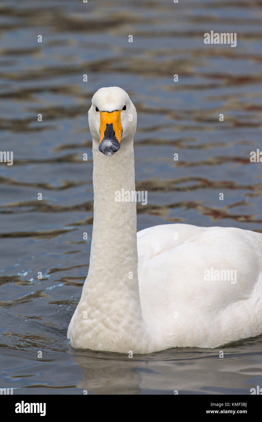 Close up ritratto di whooper swan (cygnus cygnus) nuoto in inverno Foto Stock