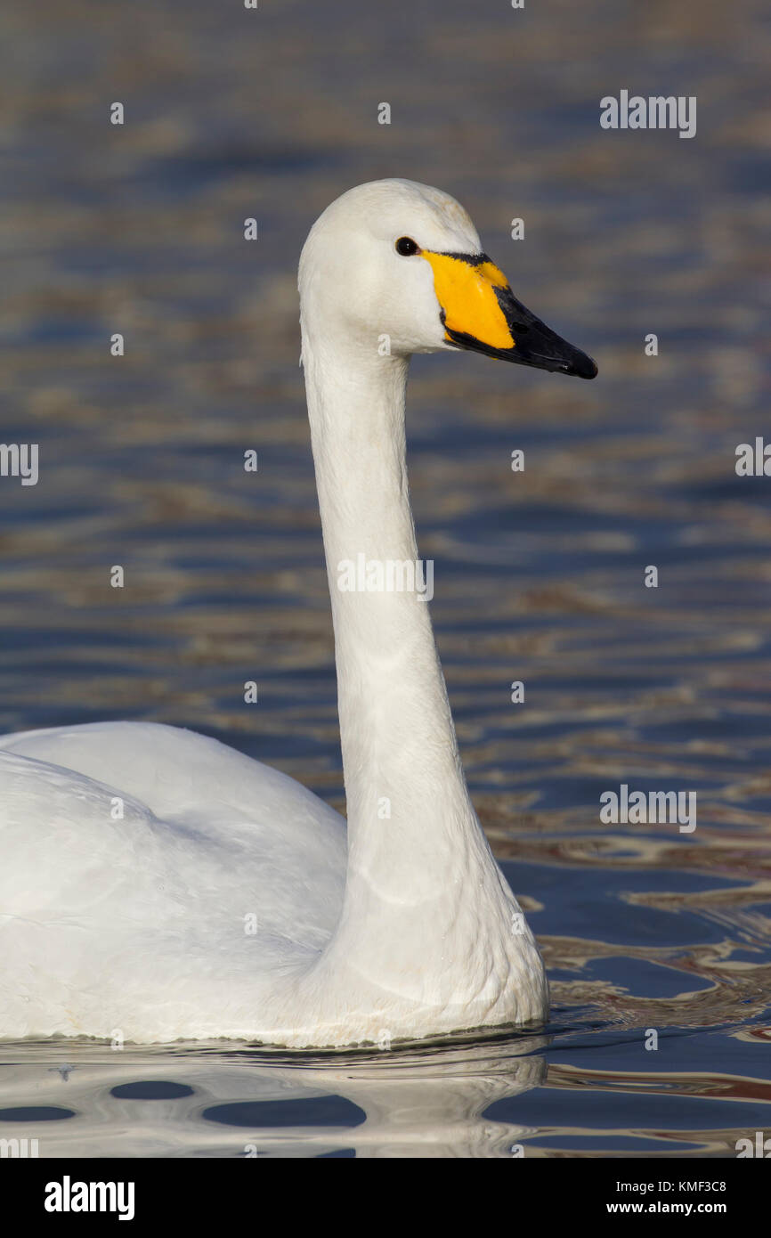 Close up ritratto di whooper swan (cygnus cygnus) nuoto in inverno Foto Stock